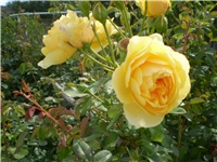 4c2273e2-Picture 6499.jpg